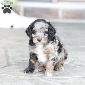 Raine, Cavapoo Puppy